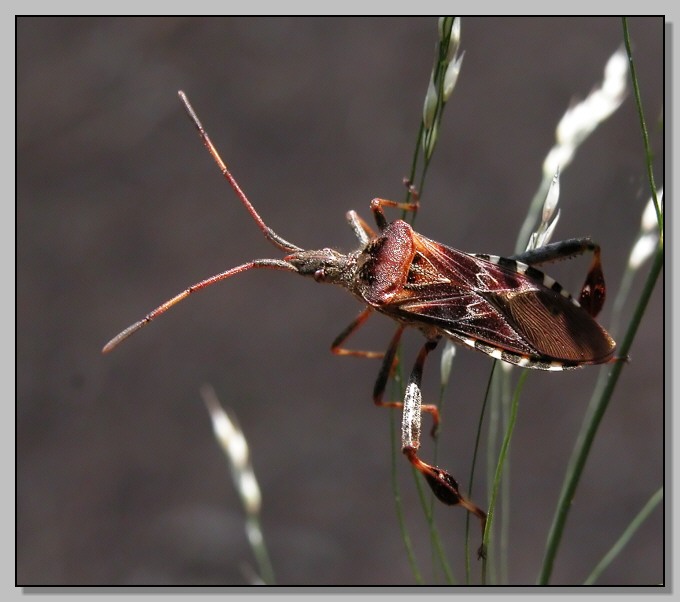 Coreidae: Leptoglossus occidentalis ormai ovunque